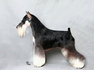 SCHNAUZER CORTE EXPOSICIÓN