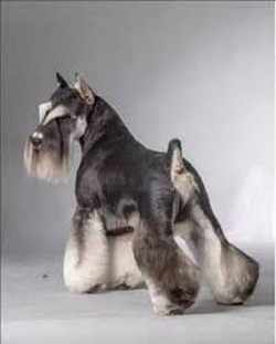 Corte schnauzer