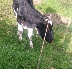 BOVINO INTOXICACION CON ORGANO FOSFORADO