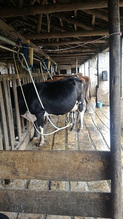 CONTROL DE CALIDAD DE LECHE